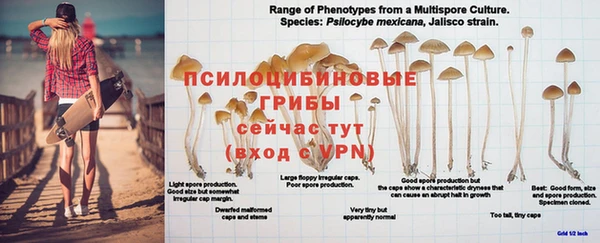 крисы Баксан